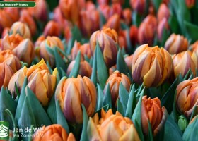 Tulipa Orange Princess (3)